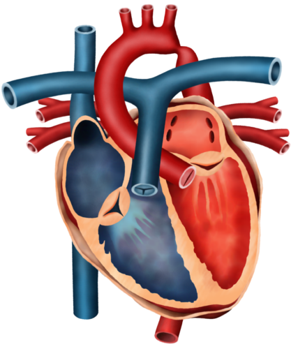 Koarktacja aorty
